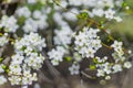 Spring time tree blooming natural scenic view concept photography of white flower on a branch with outdoor garden blurred Royalty Free Stock Photo