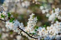 Spring time tree blooming natural scenic view concept photography of white flower on a branch with outdoor garden blurred Royalty Free Stock Photo