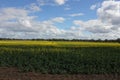 Golden canola field crop, farming, agriculture Royalty Free Stock Photo