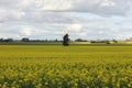 Vivid yellow field of blooming canola, crop farm Royalty Free Stock Photo