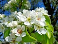 Spring time. Wild pear tree branch with the blooming flowers on a blurred background. Spring garden in flowering Royalty Free Stock Photo