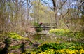 Bicyclist rides over little bridge spanning a woodland creek with tons of yellow buttercups everywhere.