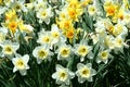 Spring time Yellow Daffodils background Royalty Free Stock Photo