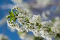 Spring times - Flowering cherry tree