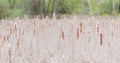 Spring in Toogood Pond Park