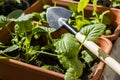 Spring training of young plants for the summer period