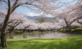 Spring tranquility in a traditional Japanese garden with cherry blossoms reflected in a quiet pond background. Extra