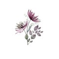 Spring translucent flower bouquet isolated on white. Astrantia Major flowers composition. Great Masterwort transparent flower Royalty Free Stock Photo