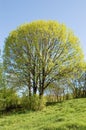 Spring tree Royalty Free Stock Photo