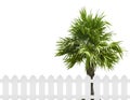 spring tree in backyard and wooden garden fence Royalty Free Stock Photo