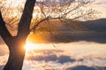 Spring tree with blooming leaves on the shore of lake at sunset Royalty Free Stock Photo