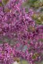 Spring tree blooms, fine spring lilac and purple trees, lilac buds hanging earrings Royalty Free Stock Photo