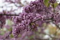 Spring tree blooms, fine spring lilac and purple trees, lilac buds hanging earrings Royalty Free Stock Photo