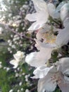 Spring, tree blooms . Flower on blurred background . Royalty Free Stock Photo