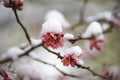Spring tree blooms with pink flowers in March. Royalty Free Stock Photo