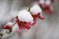 Spring tree blooms with pink flowers in March. Royalty Free Stock Photo