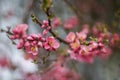 Spring tree blooms with pink flowers in March. Royalty Free Stock Photo