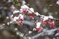 Spring tree blooms with pink flowers in March. Royalty Free Stock Photo