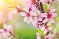 Spring Tree Blossom Background - Nature Background