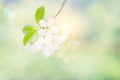 Spring Tree Blossom Background - Nature Background