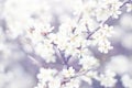 Spring Tree Blossom Background - Nature Background