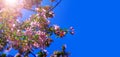 Spring tree blossom flowers with pink and red petals on background of blue sky. Blossom blooming on tree in springtime. Apple tree Royalty Free Stock Photo