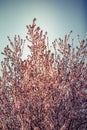 Spring tree blossom