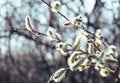 Spring tree. Blossoming willow twigs Royalty Free Stock Photo