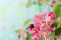 Spring Tree Blossoms