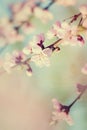 Spring Tree Blossoms Background - Nature Background