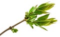 Spring tree branch with fresh buds isolated on white