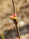 Spring tree branch, Lithuania Royalty Free Stock Photo