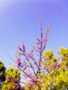 Spring tree with branches and pink flowers Royalty Free Stock Photo