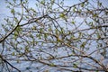 spring tree branches with small fresh leaves over water body background with reflections Royalty Free Stock Photo