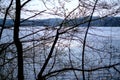 spring tree branches with small fresh leaves over water body background with reflections Royalty Free Stock Photo