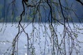 spring tree branches with small fresh leaves over water body background with reflections Royalty Free Stock Photo