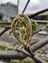 Spring tree buds Royalty Free Stock Photo