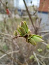 Spring tree buds on blurred urban background, concept of spring time, renewal Royalty Free Stock Photo