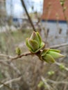 Young green buds macro on a blurred background in spring Royalty Free Stock Photo