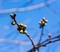 Spring tree buds