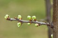 Spring tree buds Royalty Free Stock Photo
