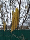 Spring tree buds Royalty Free Stock Photo