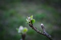 Spring tree buds Royalty Free Stock Photo