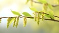 Spring tree buds. Spring wallpaper Royalty Free Stock Photo