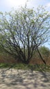 A spring tree casts a shadow.