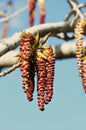 Spring Tree Catkins