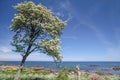 Spring tree at the coast of Bornholm Royalty Free Stock Photo