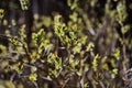 Spring tree with first leaves in sunny spring garden Royalty Free Stock Photo