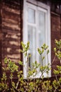 Spring tree with first leaves with window on background Royalty Free Stock Photo