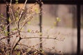 Spring tree with first leaves with windows on background Royalty Free Stock Photo